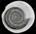 Wonderfully Prepared Dactylioceras In Concretion #22096-1